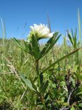 Trifolium lupinaster variety albiflorum. Верхушка цветущего растения с отдыхающим муравьём. Казахстан, Западный Алтай, горы Таловка (Собачьи Горы) у пер. Седло в окр. с. Солдатово, ≈ 1450 м н.у.м., лугово-кустарниковое сообщество на пологом склоне сев. экспозиции. 28 июня 2019 г.