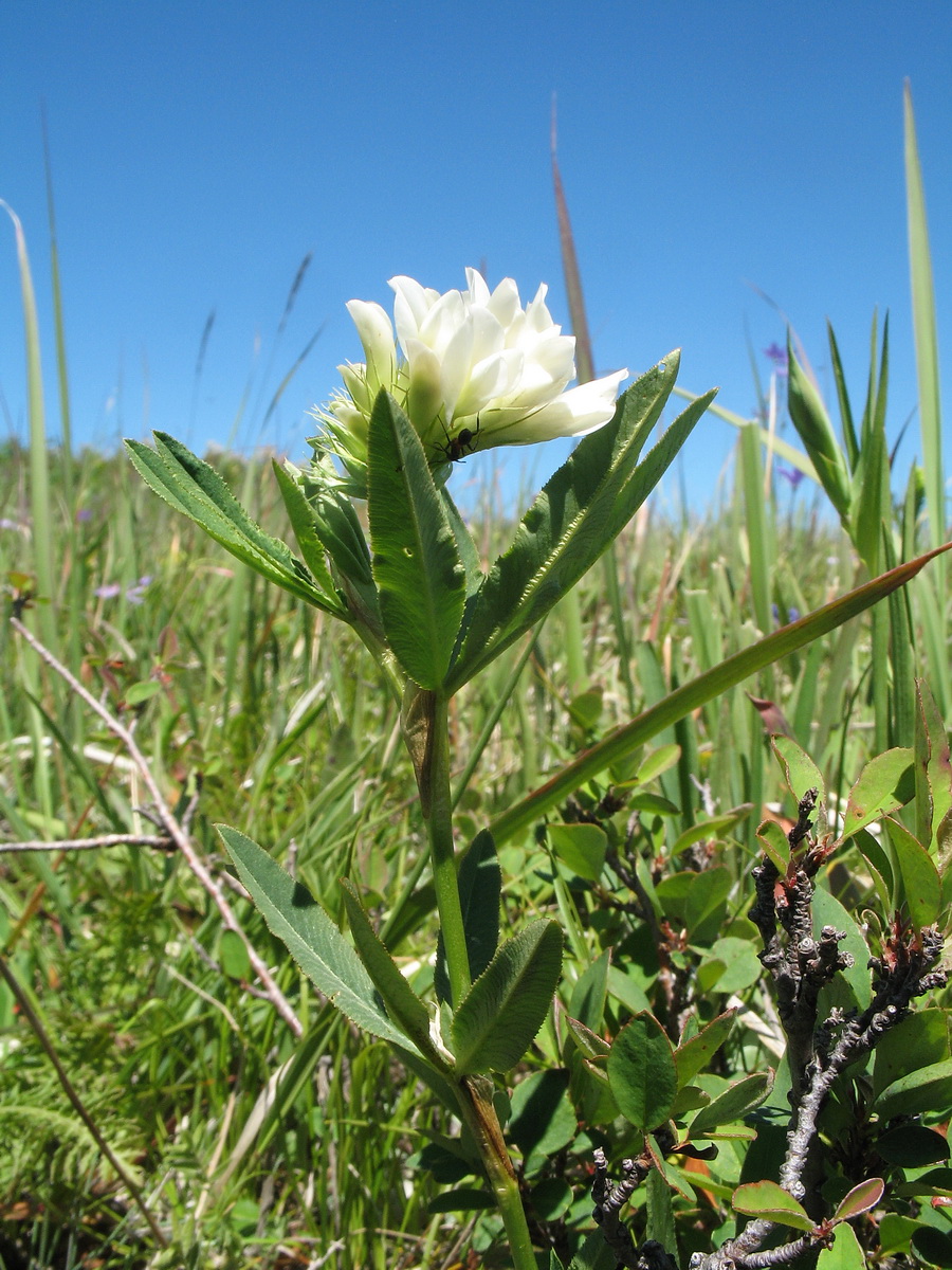 Image of Trifolium lupinaster var. albiflorum specimen.