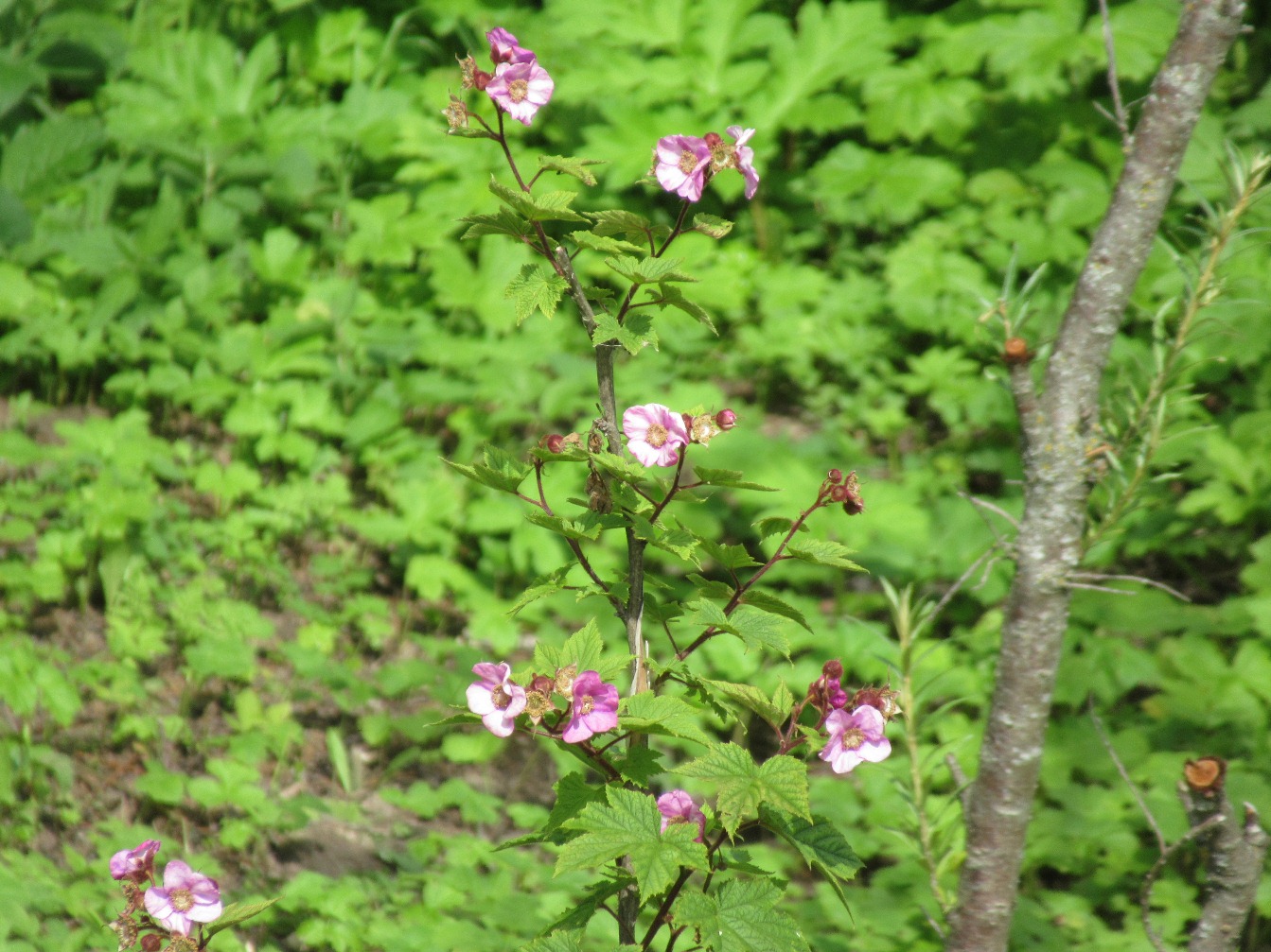 Изображение особи Rubus odoratus.