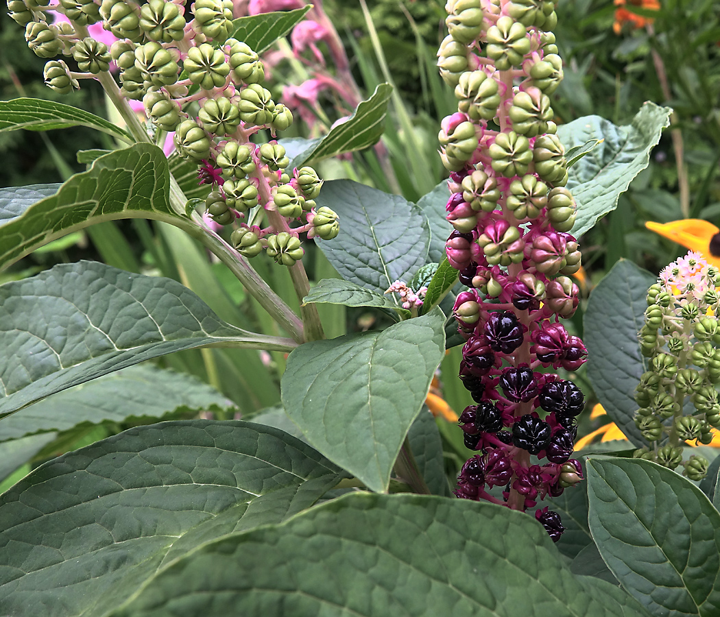 Image of Phytolacca acinosa specimen.