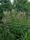 Veronicastrum virginicum. Отцветающие растения. Челябинск, Ботанический сад ЧелГУ, в культуре. 01.08.2019.