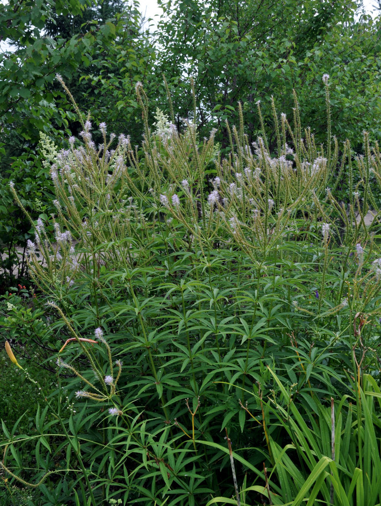 Image of Veronicastrum virginicum specimen.