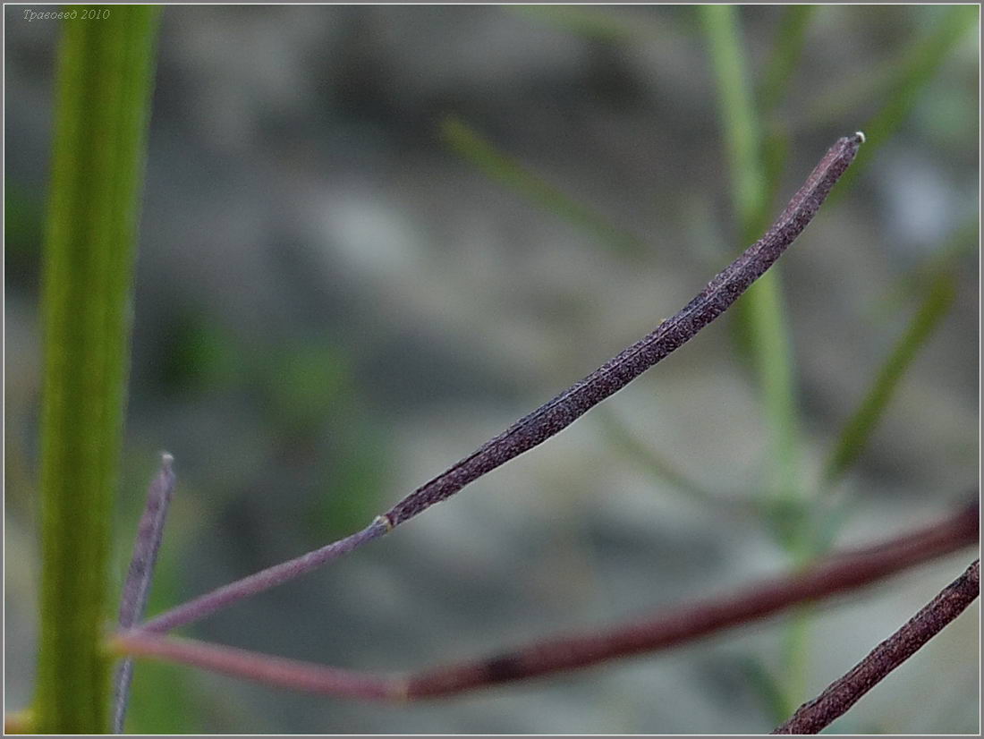 Image of Erysimum cheiranthoides specimen.