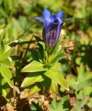 Gentiana septemfida