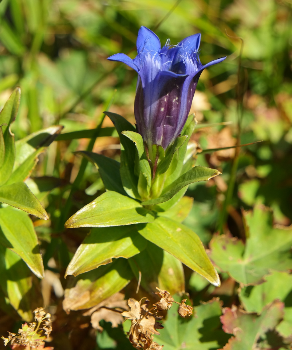 Изображение особи Gentiana septemfida.