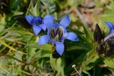 Gentiana septemfida. Цветки. Карачаево-Черкесия, Урупский р-н, гора Дженту, 2820 м н.у.м., альпийский луг. 13.08.2017.