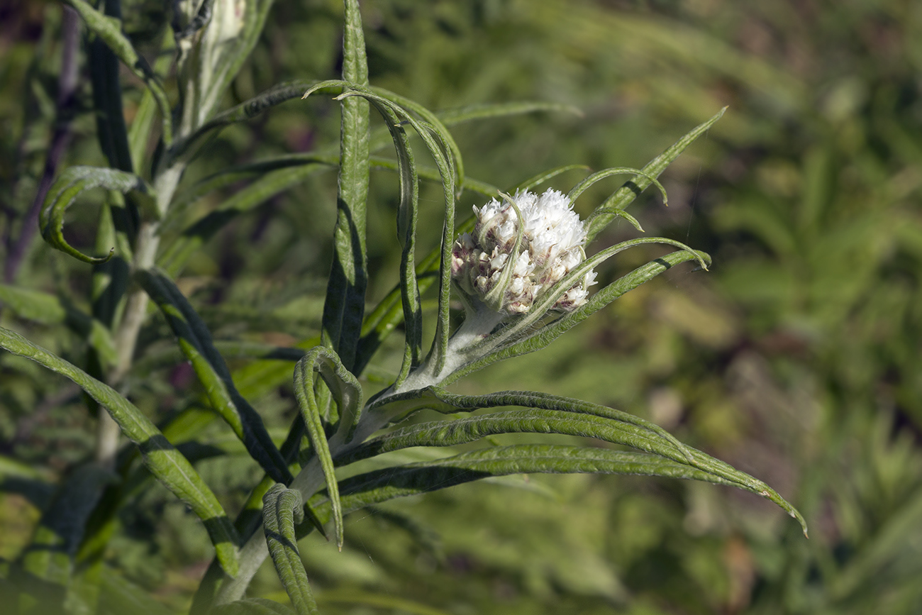 Изображение особи Anaphalis margaritacea.