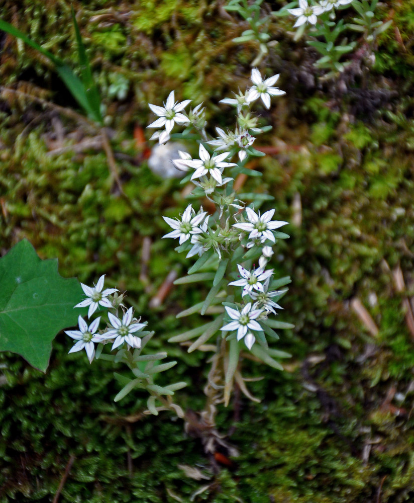 Image of Sedum hispanicum specimen.