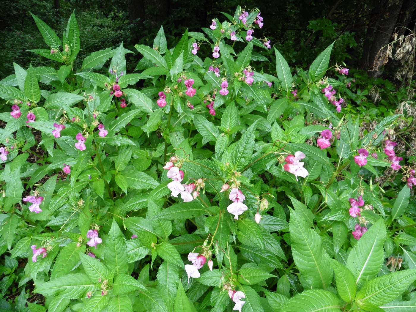 Image of Impatiens glandulifera specimen.