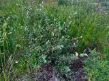 Cotoneaster melanocarpus