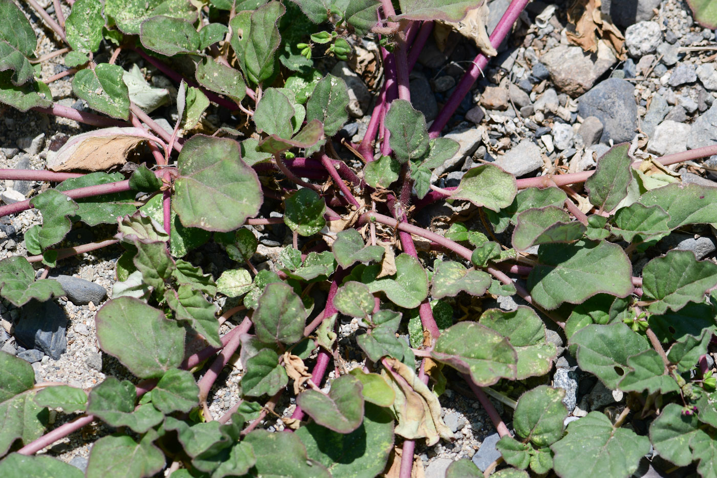 Image of Boerhavia coccinea specimen.