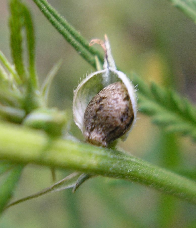 Image of Cannabis sativa var. spontanea specimen.