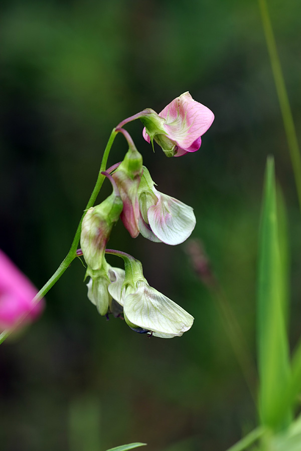 Изображение особи Lathyrus sylvestris.