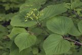 Viburnum wrightii