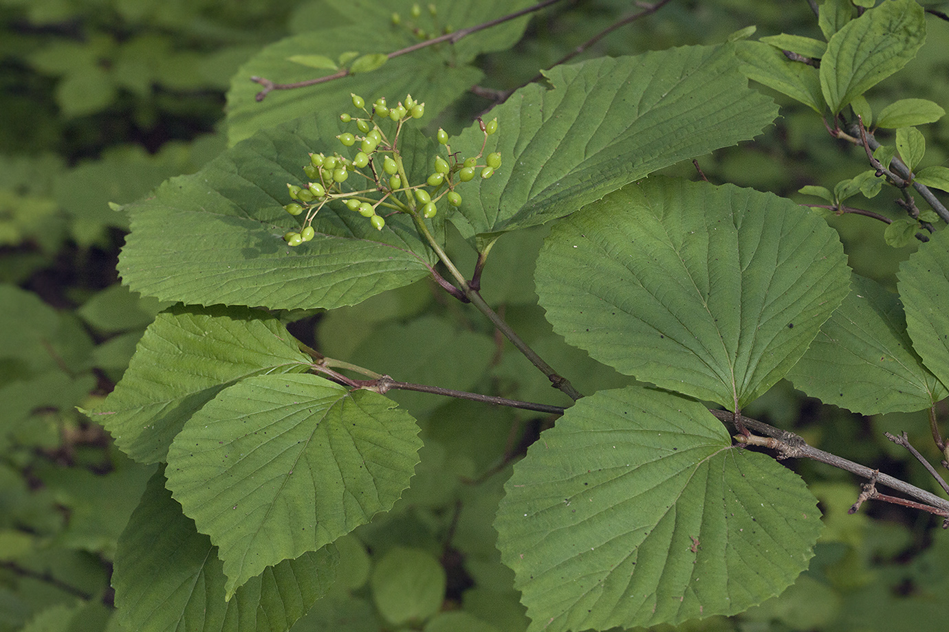 Image of Viburnum wrightii specimen.