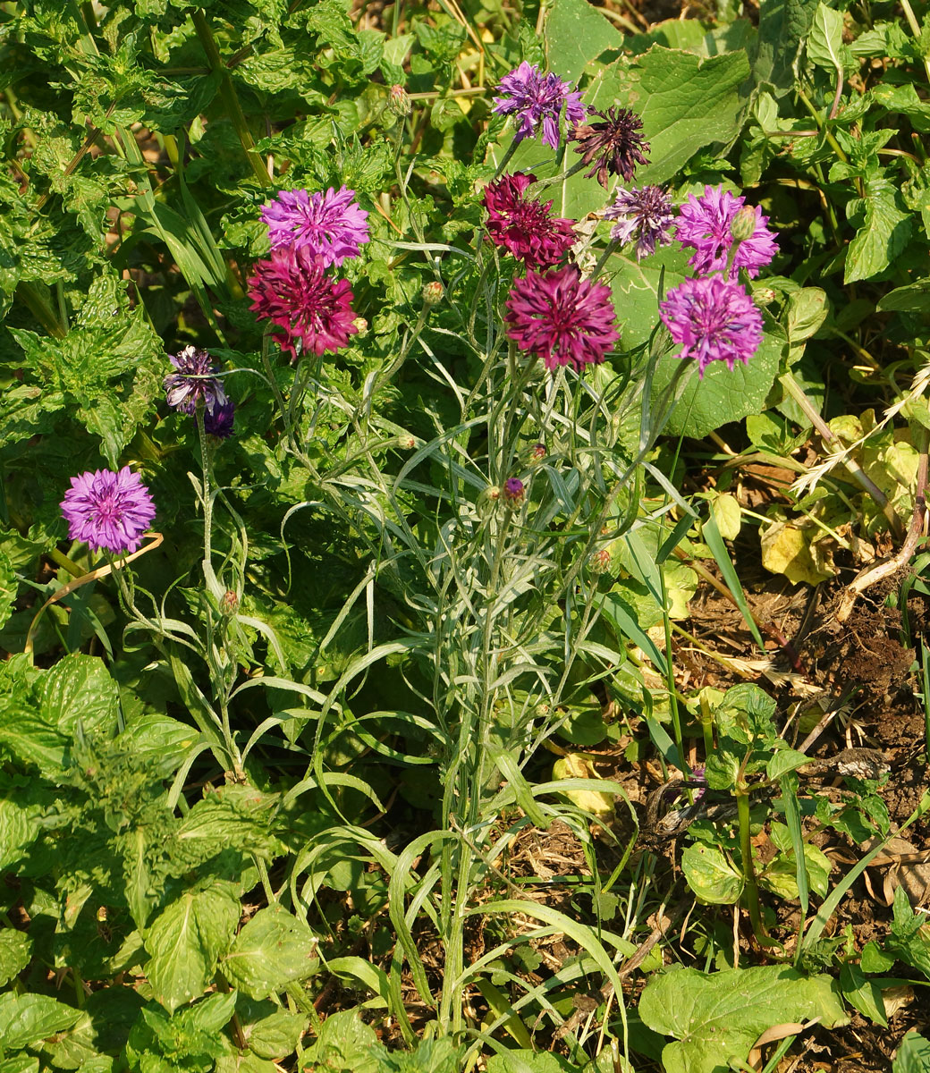 Изображение особи Centaurea cyanus.