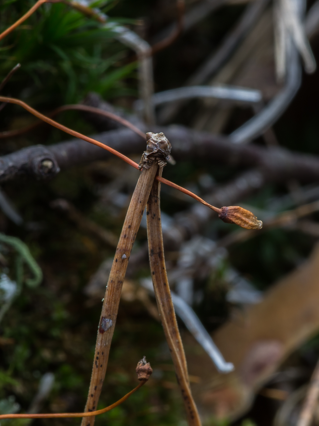 Изображение особи Polytrichum commune.