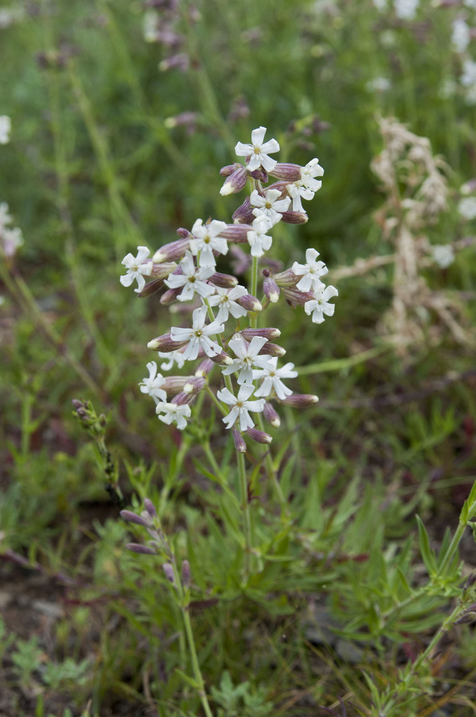 Image of Silene amoena specimen.