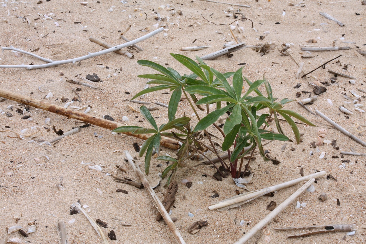 Image of genus Lupinus specimen.