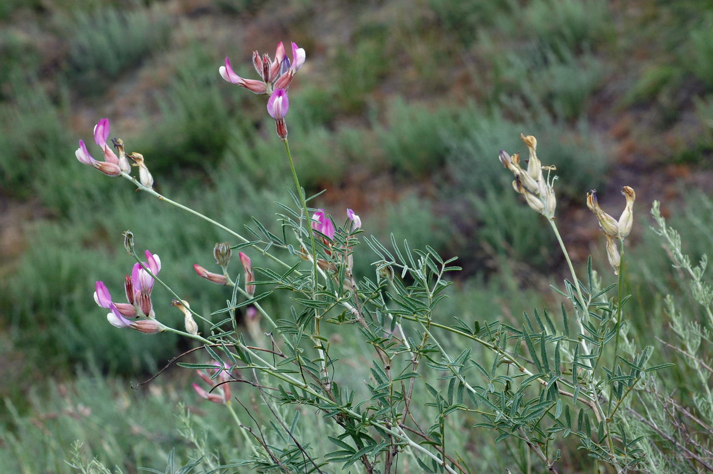 Изображение особи Astragalus saphronovae.