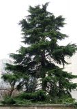 Cedrus deodara. Взрослое дерево. Франция, регион Иль-де-Франс, г. Леваллуа-Перре, ул. Клебер (Rue Kléber), в культуре. 24.02.2020.