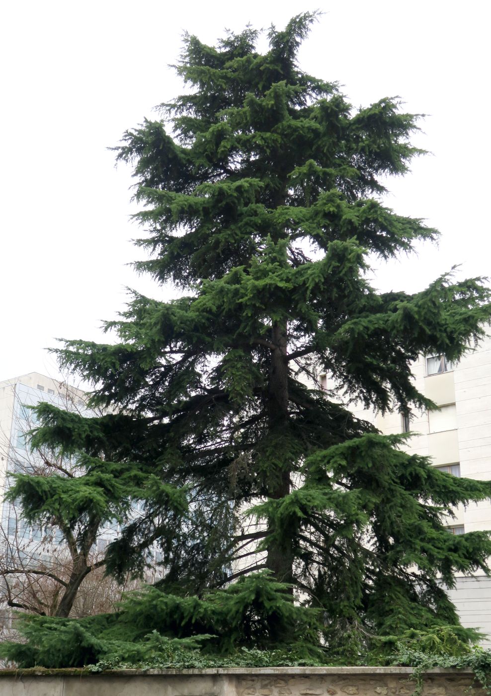 Изображение особи Cedrus deodara.