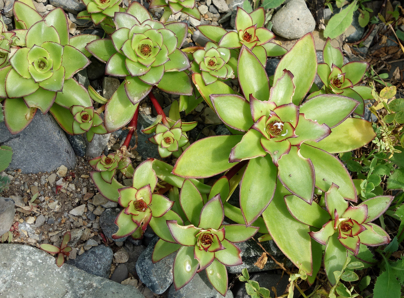 Изображение особи Orostachys maximowiczii.