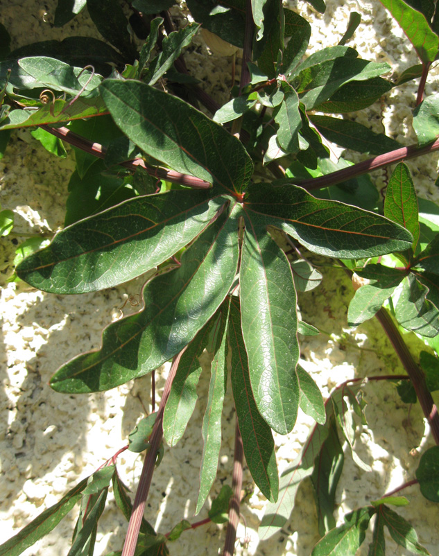 Изображение особи Passiflora caerulea.