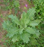 Hyoscyamus niger