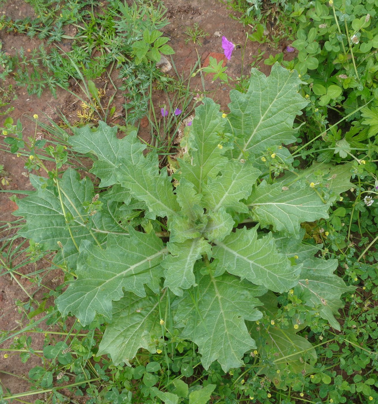 Изображение особи Hyoscyamus niger.