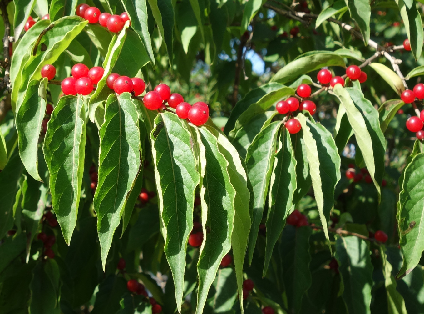 Изображение особи Lonicera maackii.