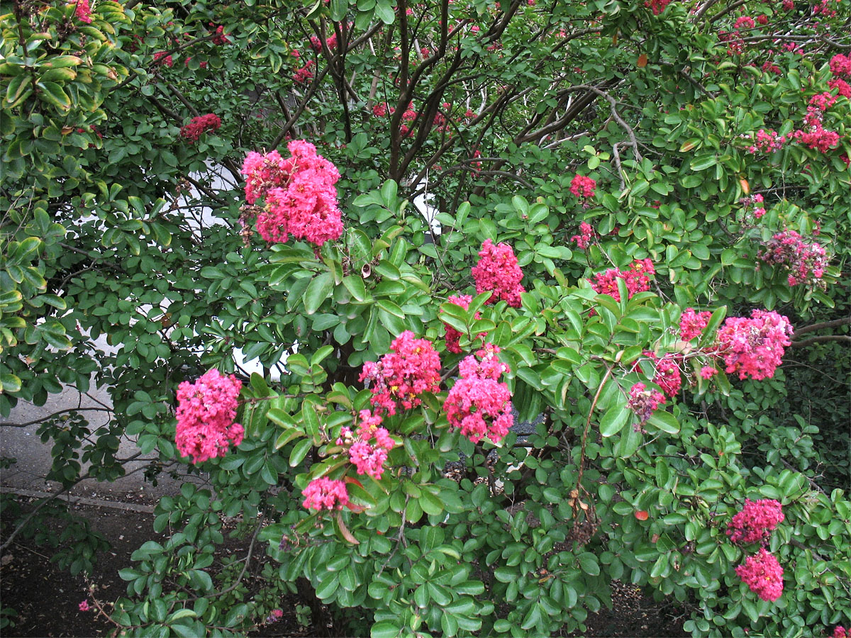 Image of Lagerstroemia indica specimen.