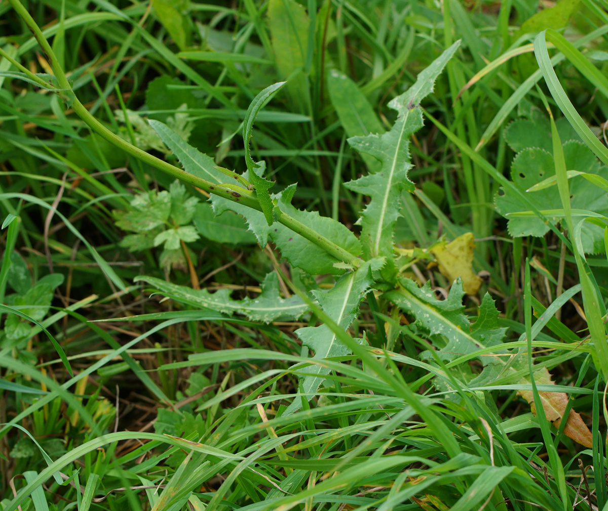 Image of Sonchus arvensis ssp. uliginosus specimen.