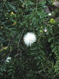 Calliandra haematocephala. Ветвь с соцветием (var. alba). Испания, Канарские о-ва, Тенерифе, ботанический сад в Пуэрто-де-ла-Крус, в культуре. 6 марта 2008 г.