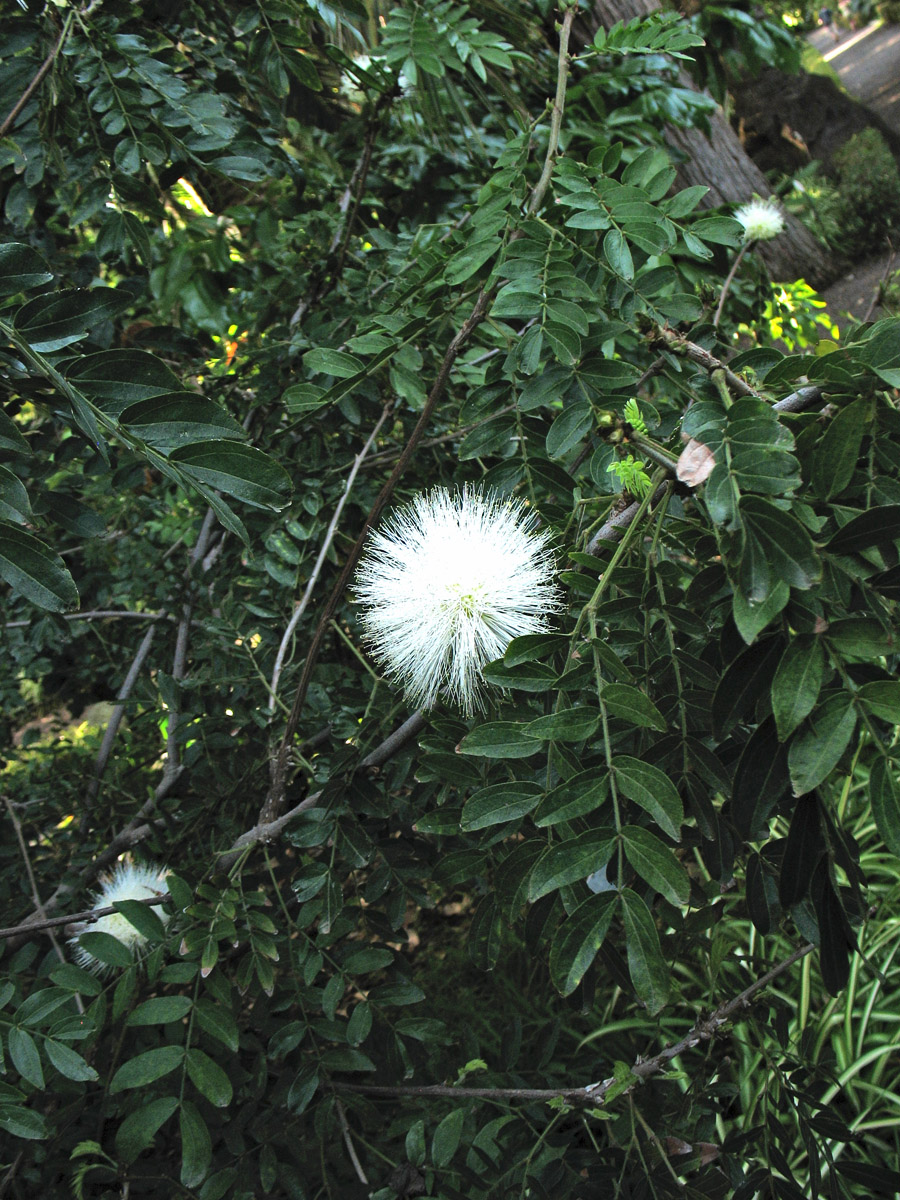 Image of Calliandra haematocephala specimen.