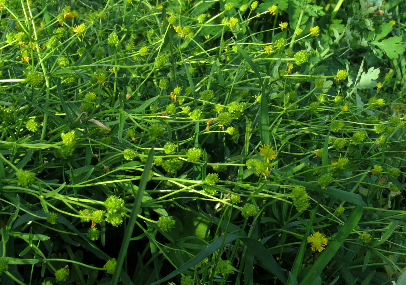 Image of Ranunculus manensis specimen.