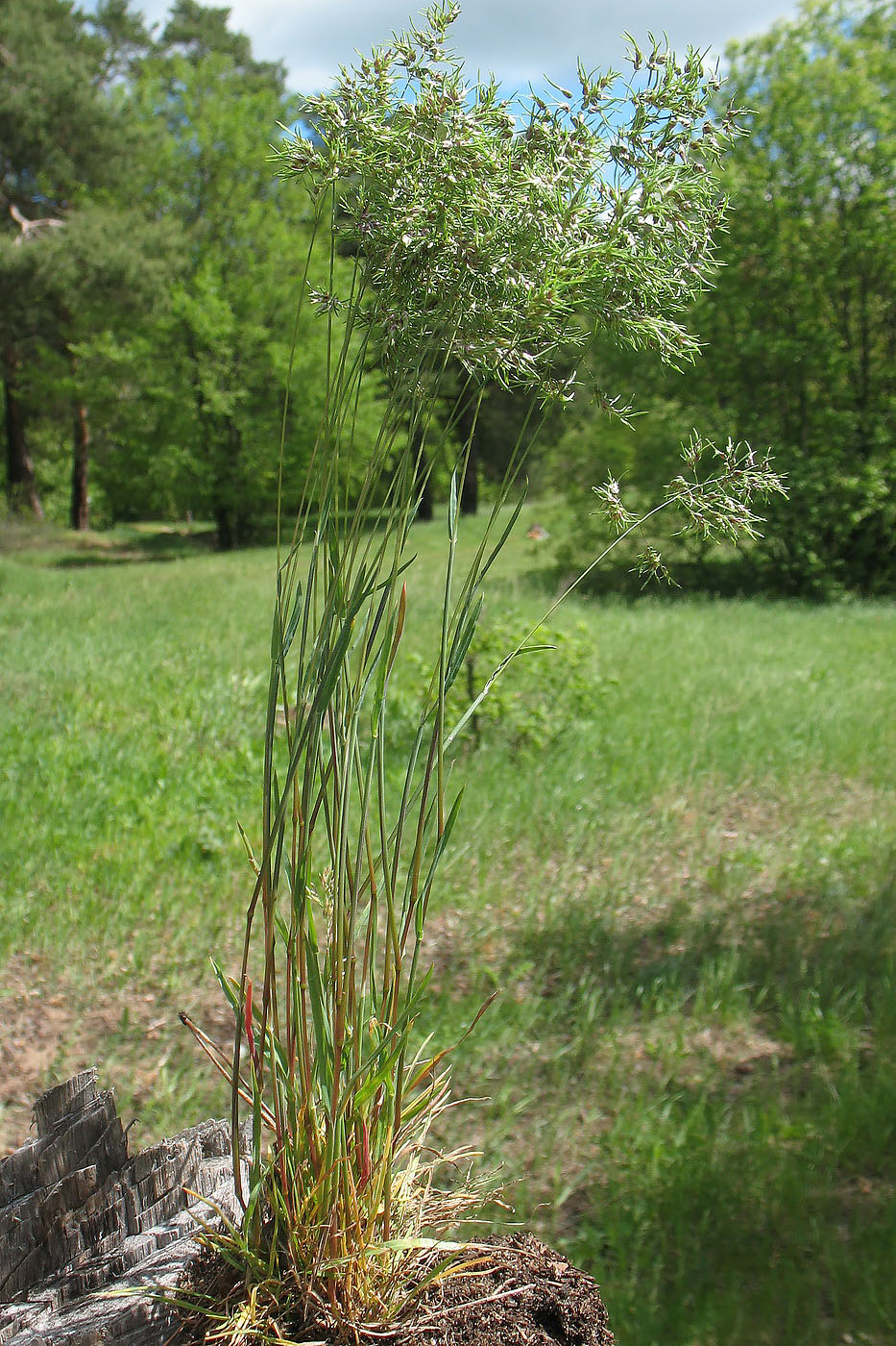 Изображение особи Poa bulbosa ssp. vivipara.