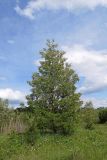 Robinia pseudoacacia
