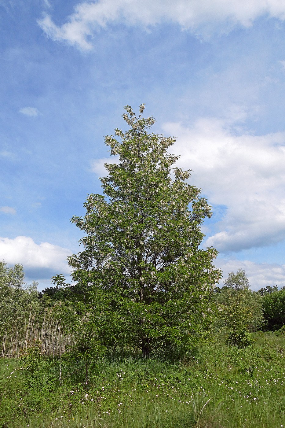 Image of Robinia pseudoacacia specimen.