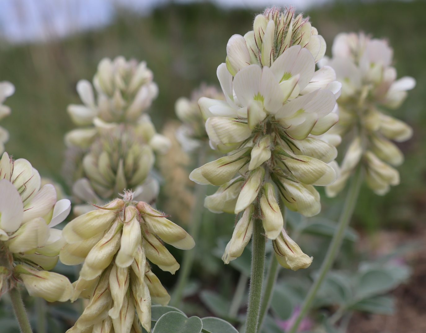 Image of Hedysarum grandiflorum specimen.