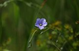 Linum pallescens