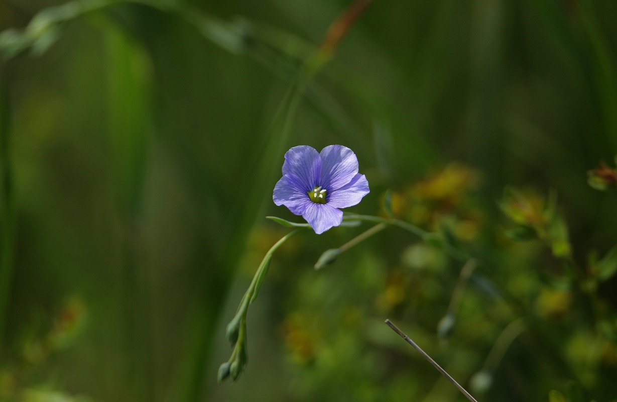 Изображение особи Linum pallescens.