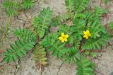 Potentilla anserina