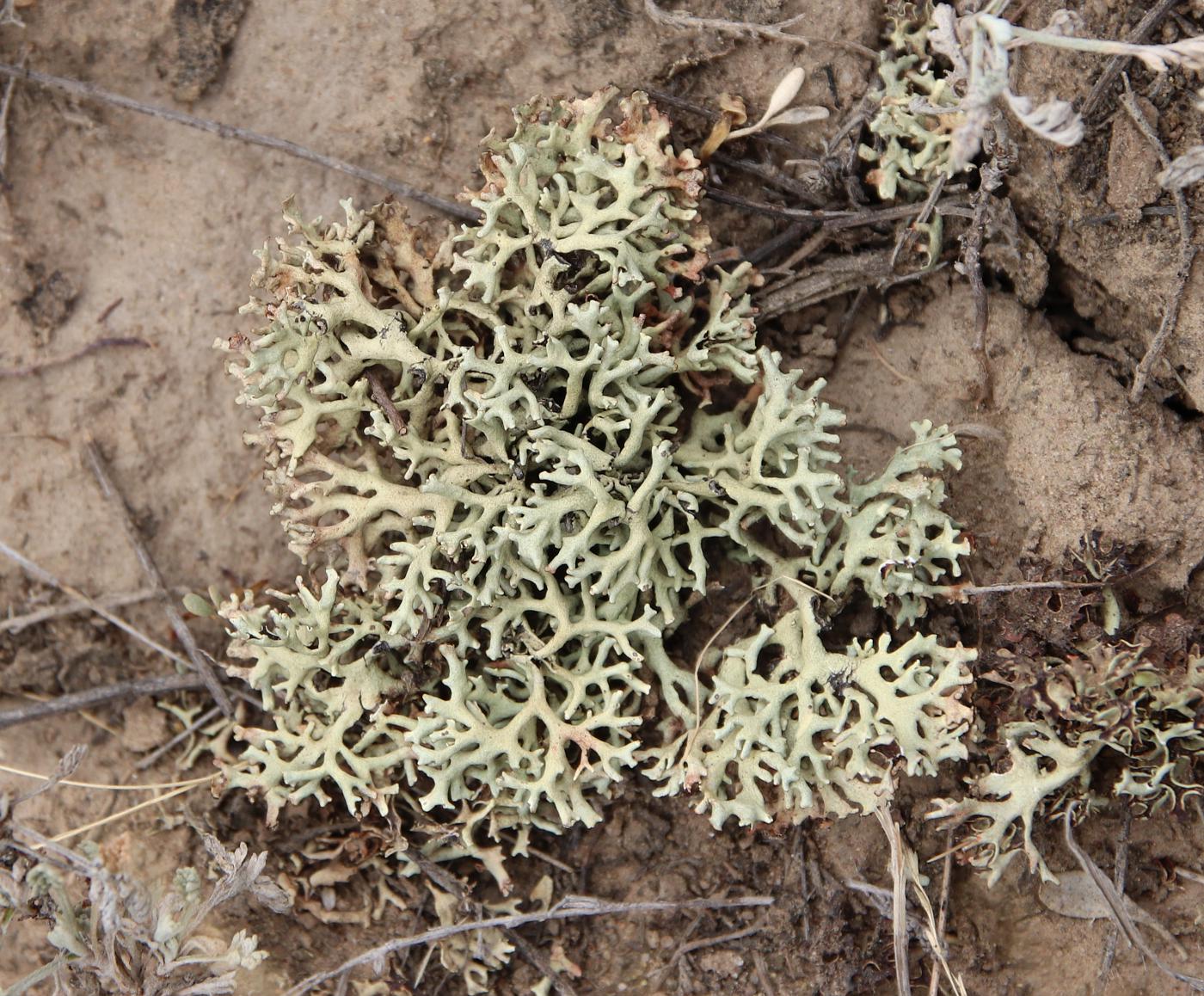 Изображение особи семейство Parmeliaceae.