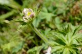 Anemonastrum fasciculatum