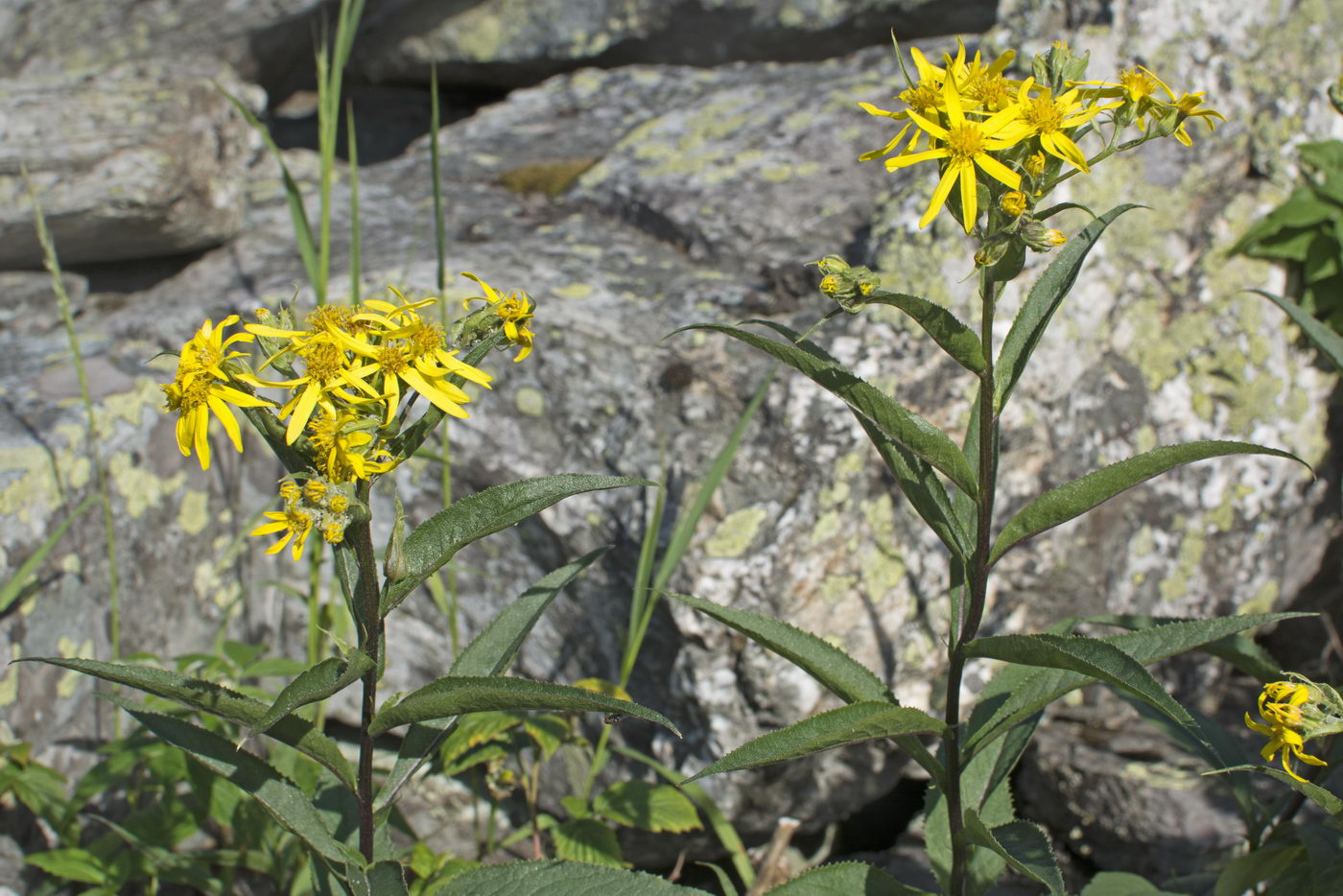 Image of Senecio nemorensis specimen.