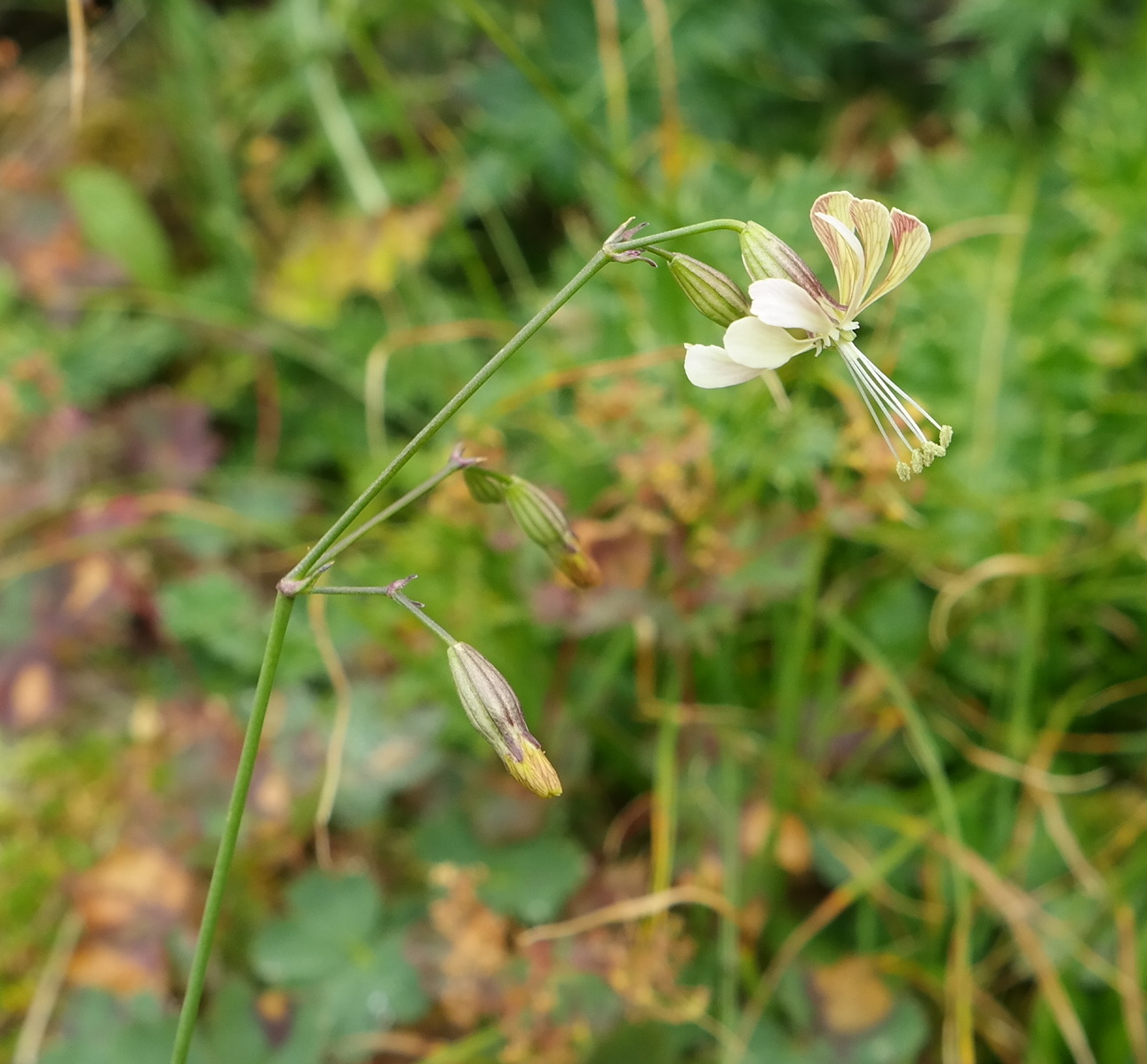 Image of Silene saxatilis specimen.