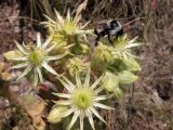 Sempervivum transcaucasicum