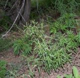 Justicia divaricata