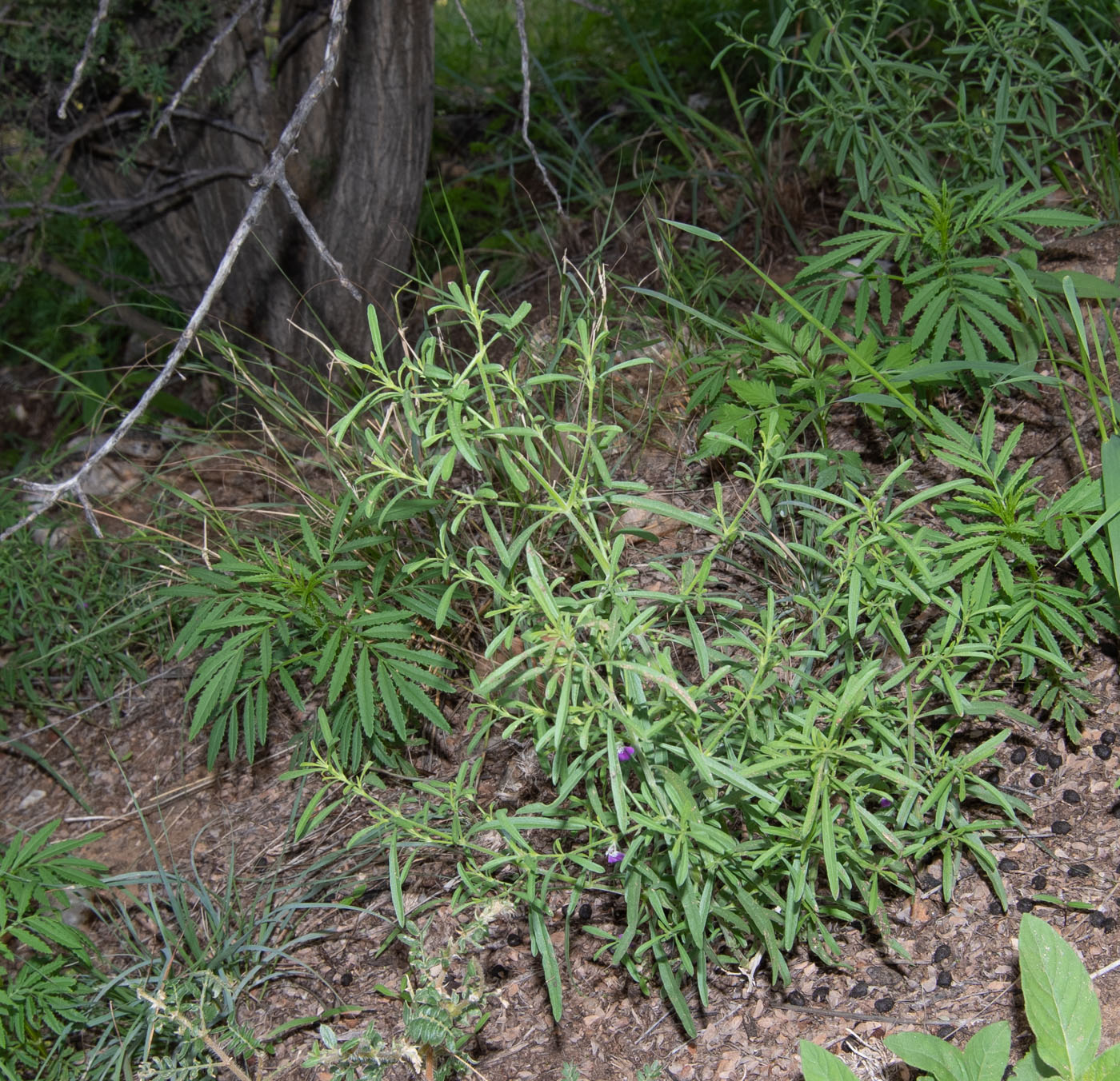 Image of Justicia divaricata specimen.